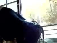 Cows fucking at the farm